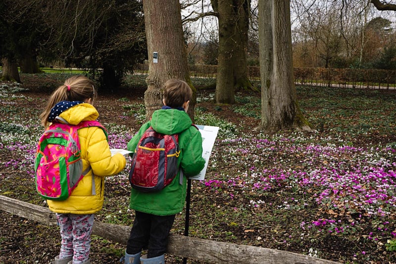 Cyclamen on late winter spotter sheets