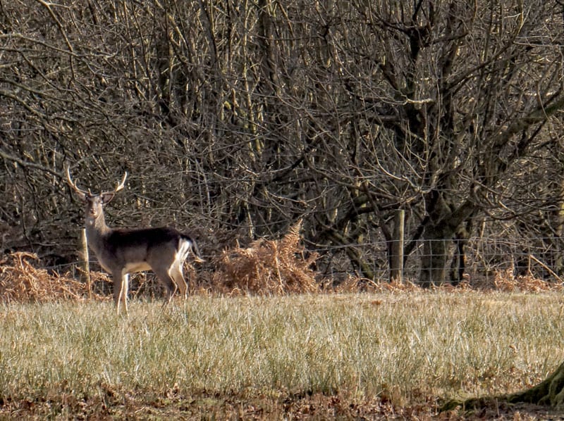 Fallow deer stag