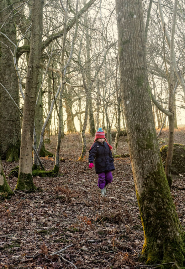 late afternoon sun in the woods