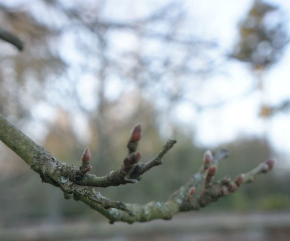 Buds on sweet chestnut