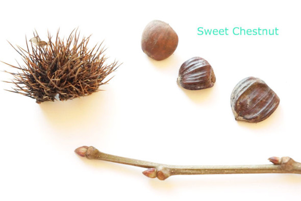 sweet chestnut winter id