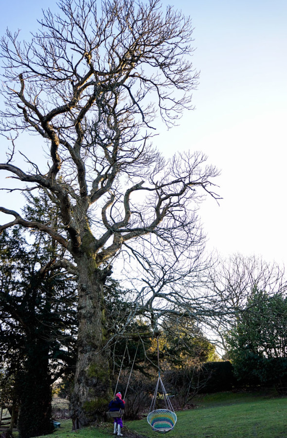 swings on sweet chestnut