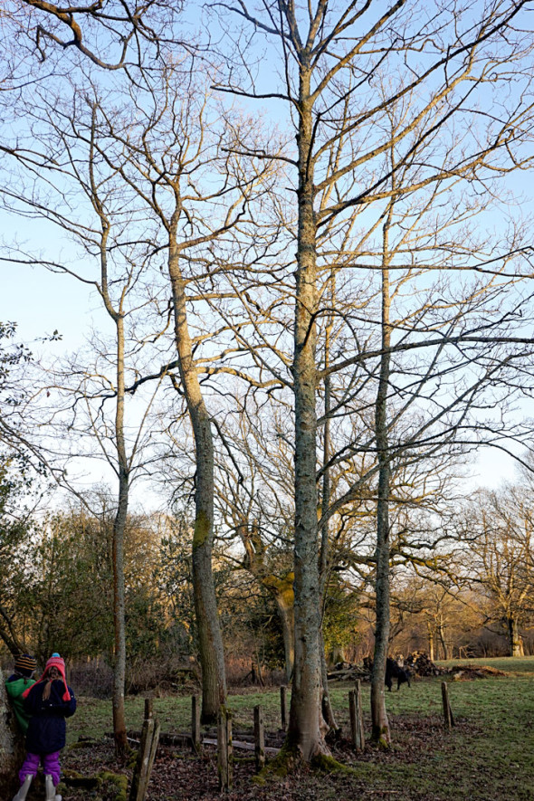 Sycamore trees