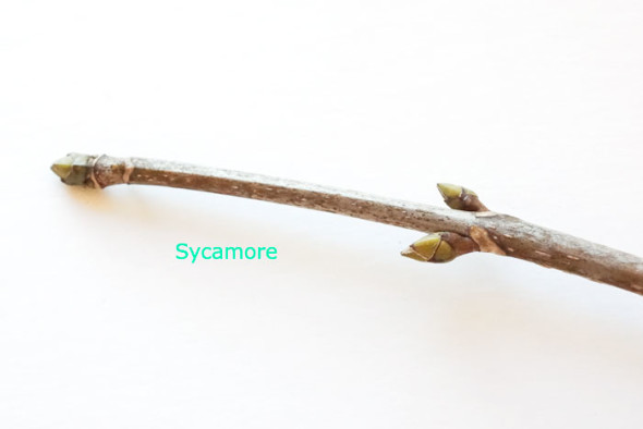 Sycamore twig and buds