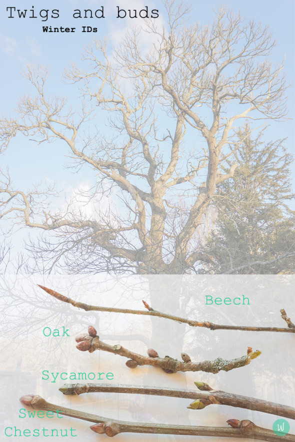 How To Identify Trees By Their Twigs 