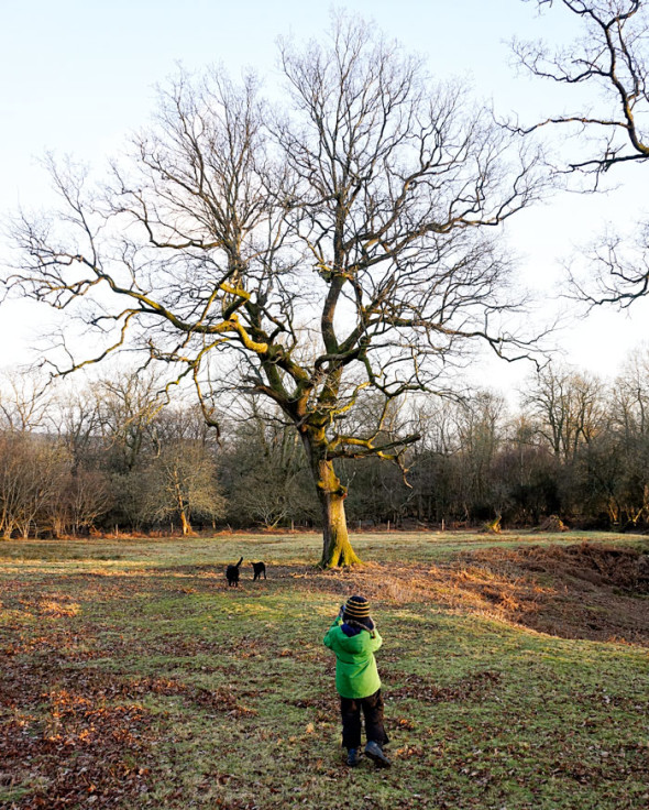 winter oak tree