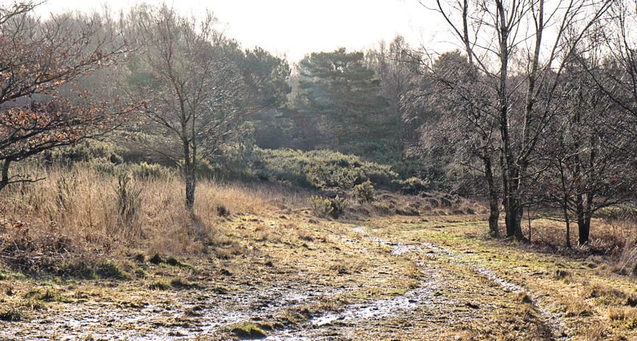 Ashdown Forest in February