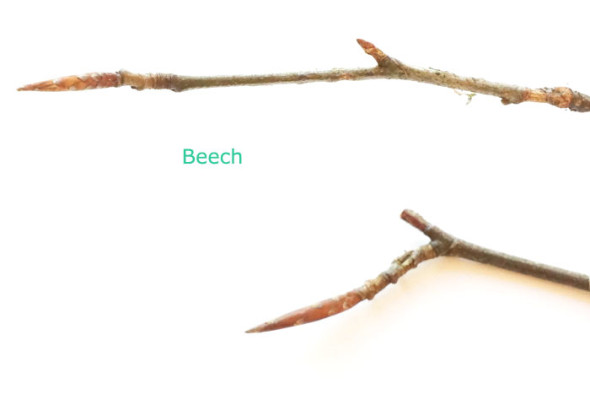 Beech twigs with buds winter id