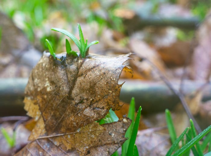 Bluebell shoots growing through leaf