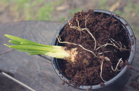 Daffodil bulb and shoots