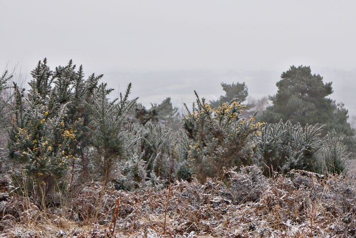 Gorse bushes and view in Ashdown Forest