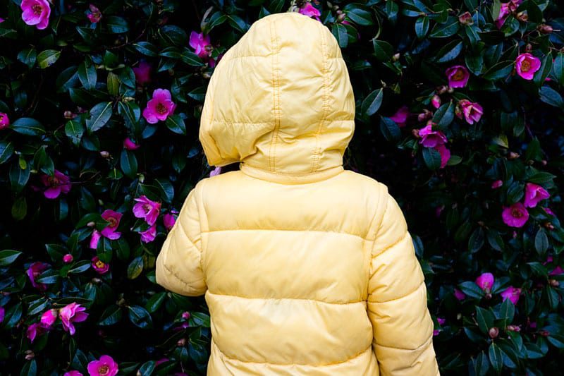 Luce looking at Camellia shrub