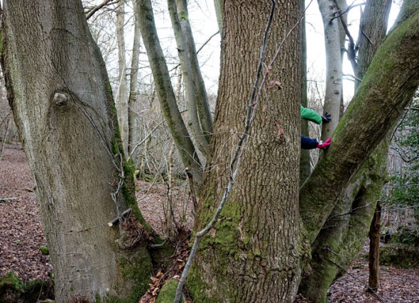 climbing beech tree