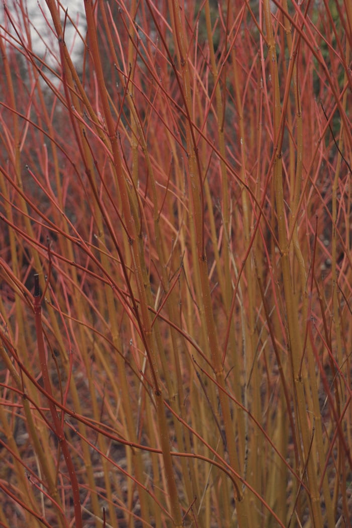 Dogwood - Cornus sericea cardinal