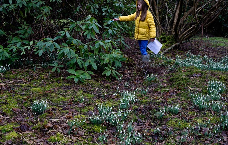 counting snowdrops