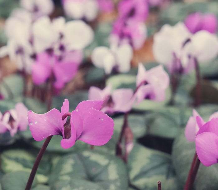 Cyclamen coum