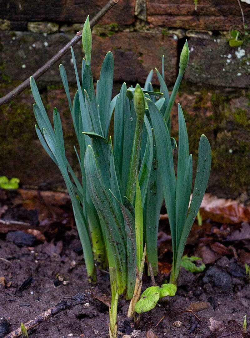 Daffodil buds