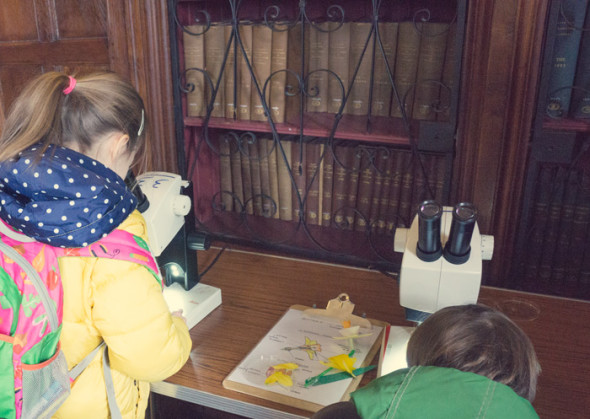 Looking at Daffodils under a microscope