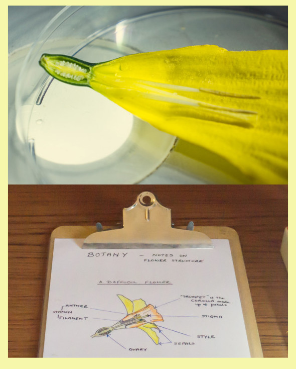 Dissected Daffodil and botany notes
