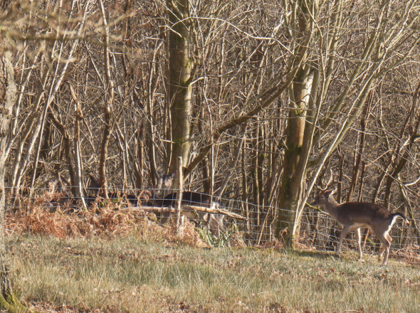Fallow deer entering woods