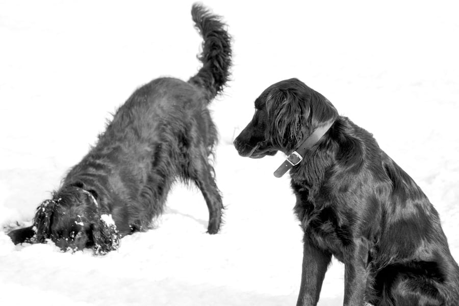 Flat-coated retrievers in snow