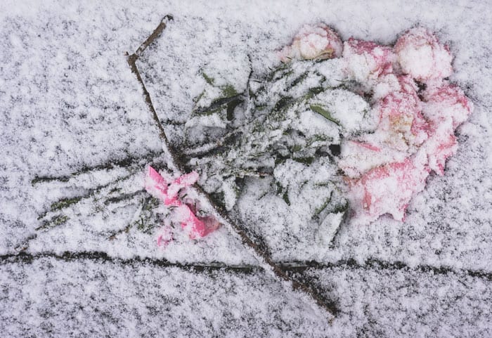 Flower bouquet covered in snow
