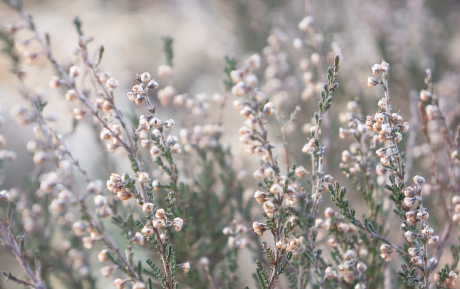 Ashdown Forest heather