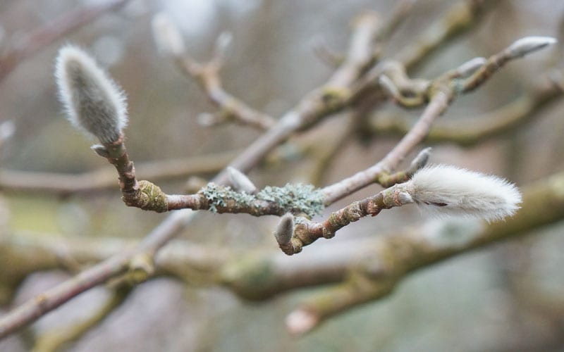 Magnolia tree buds