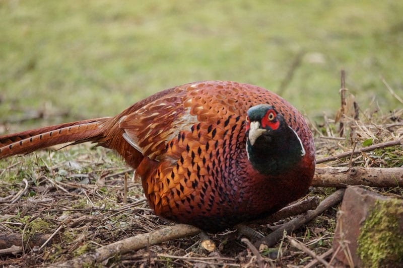 Pheasant in our garden