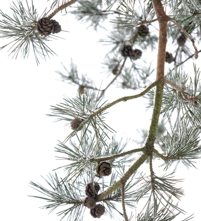 Pine cones in tree