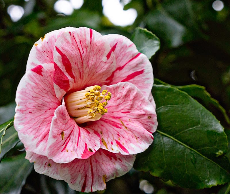 Pink and white striped Camellia