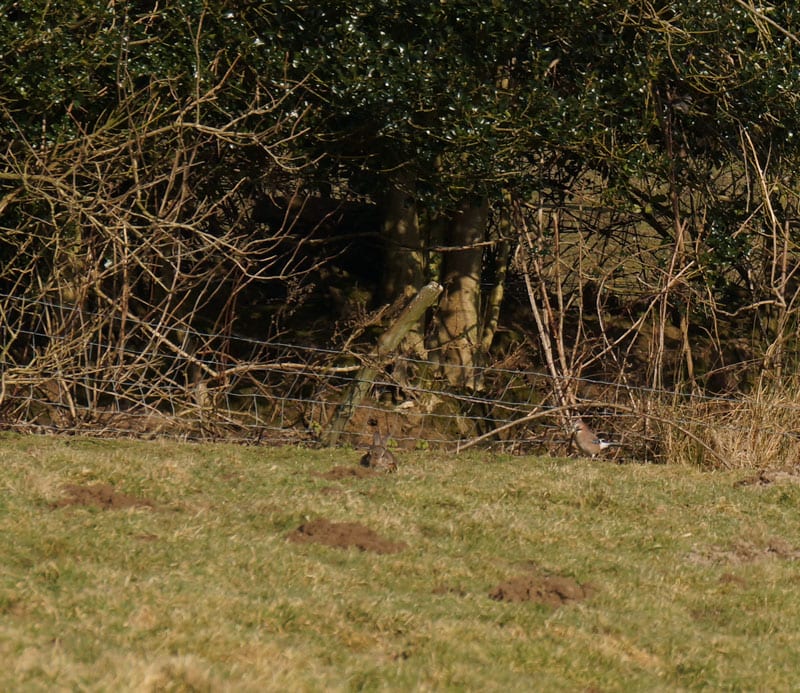 Rabbit and jay by hedgerow