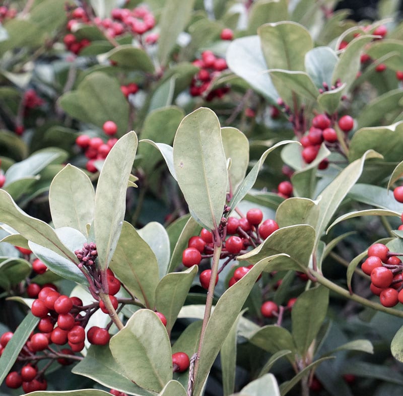 Red berries on a female Skimmia