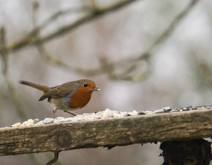 Robin on bird feeder