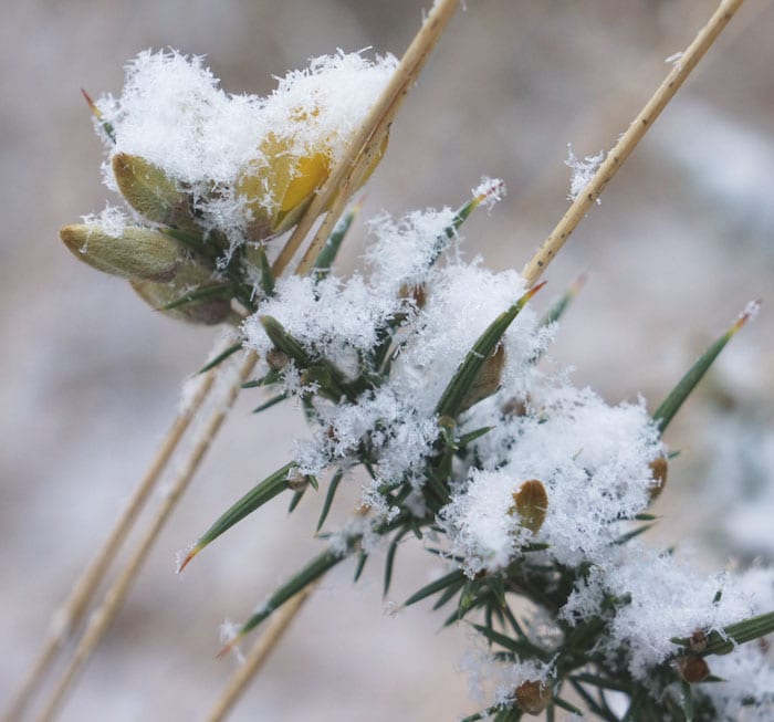 snow on gorse flowers