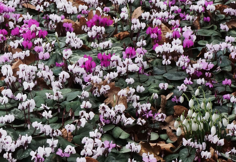 Snowdrops and Cyclamen 