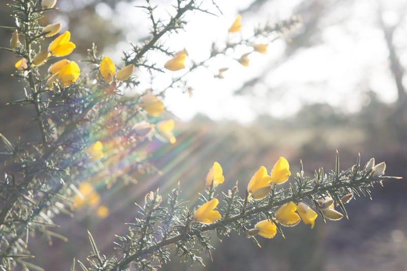 Sun rays on Gorse flowers