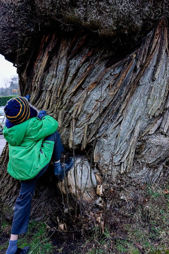 Theo climbing a sweet chestnut