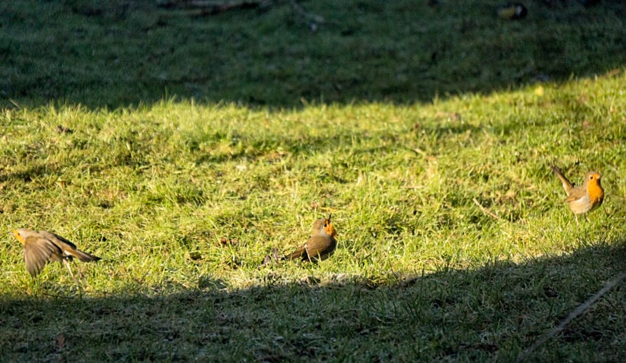 Three robins