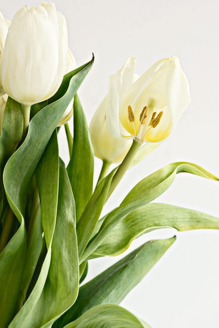 Wilting white tulips