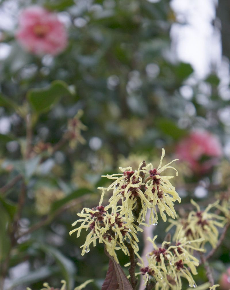 Witch hazel and Camellia