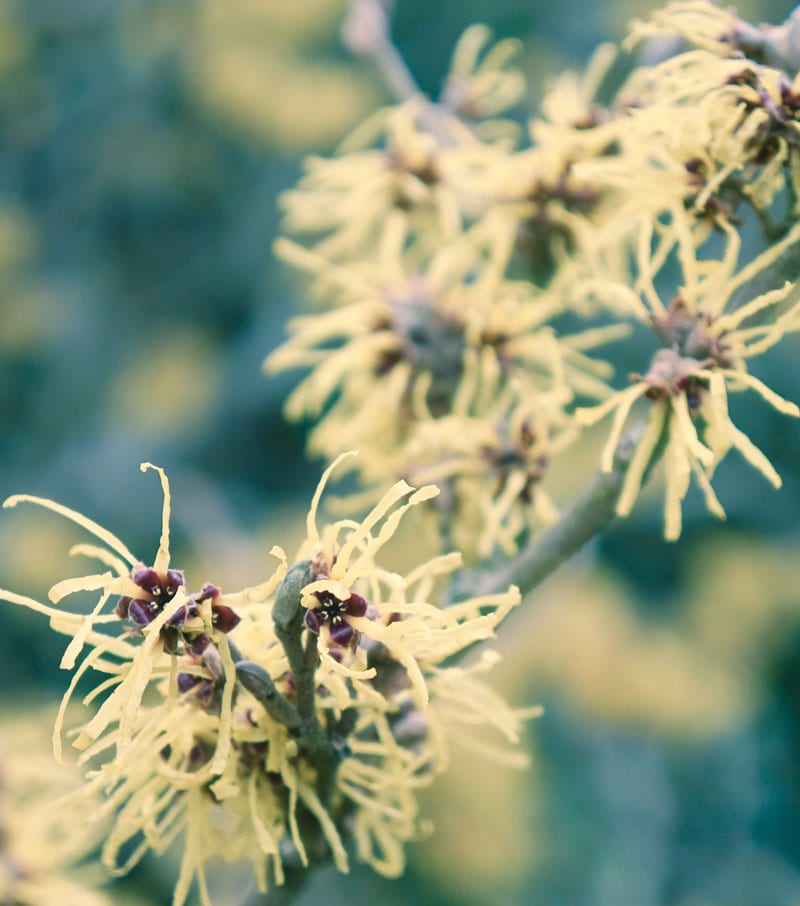 Witch hazel flowers