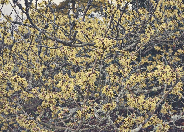 Witch hazel shrub