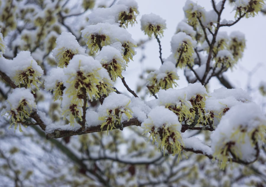 Snow on witch hazel