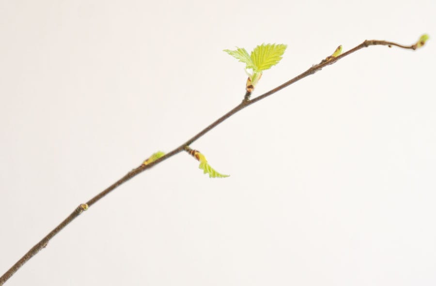 2 March leaf buds