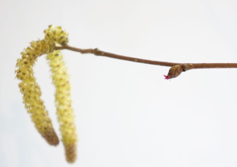 Male catskin and female flower on Hazel tree