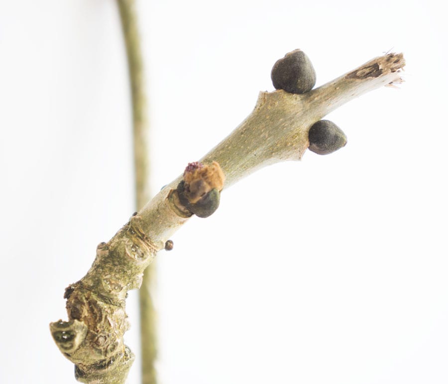 6th March Bud Ash tree opening