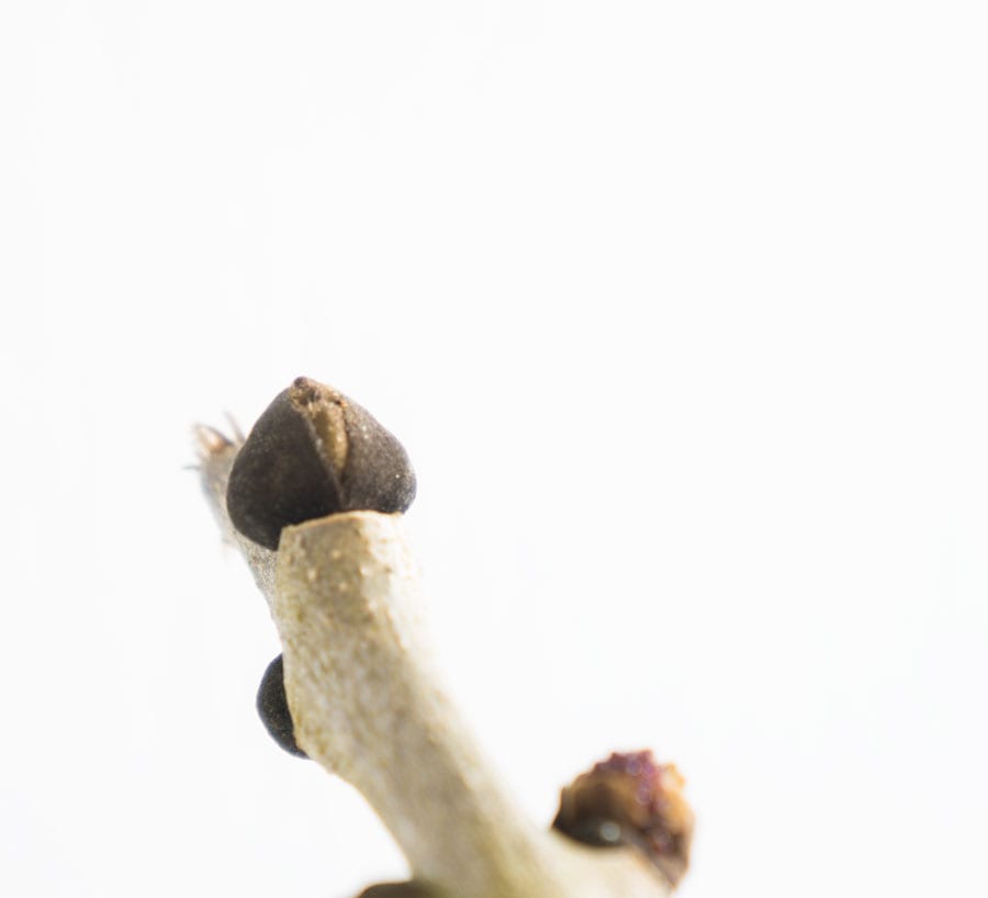 Ash bud splitting