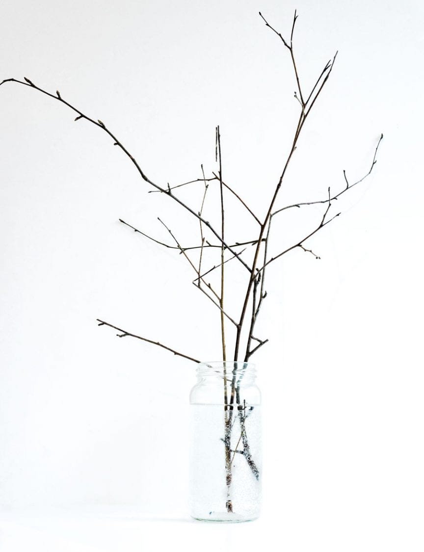 19 Feb Birch twigs with buds