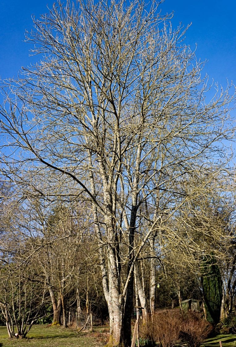 Ash tree